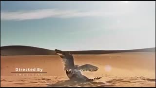 مبارزه مرگبار دو شکارچی قهار در کویر با تصویربرداری خیرهکننده
