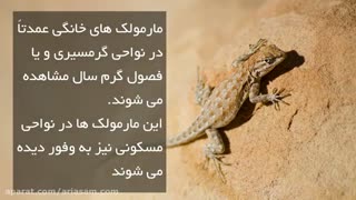شناخت مارمولک ها راهی برای دفع این آفات | سم مارمولک کش فوق العاده
