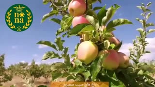 باغ سیب سمیرم