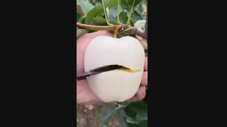 سیب ناشی ( nashi )