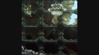 اجرای اهن امام رضا توسط غلامرضانظری