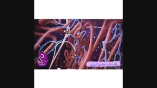 فیلمی کوتاه از کلیه ها و مجاری ادراری انسان