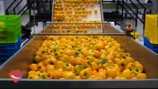 سورتینگ و بسته بندی فلفل دلمه ای