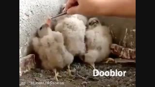 جوجه خخخخخح