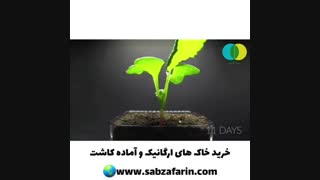 کاشت تربچه