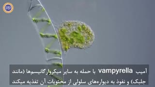 آمیب Vampyrella