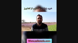 بهترین زعفران چیست - بهترین زعفران دنیا - زعفرانیک