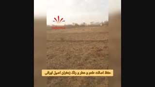 خرید زعفران از کشاورز : زعفران دیم!!!1 - زعفرانیک