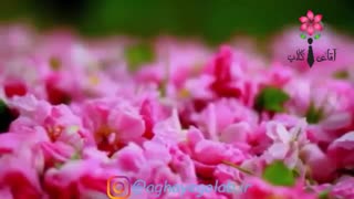 آقای گلاب