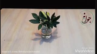 معرفی بهترین روش تکثیر شفلرا