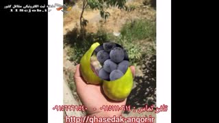 نهالستان قاصدک در مشهد