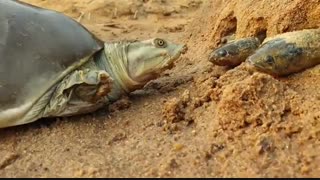 شکار ماهی توسط لاک پشت قاتل