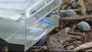 مستند زیبا و جذاب حیات وحش((سلطان پرندگان))زیر نویس فارسی.2020