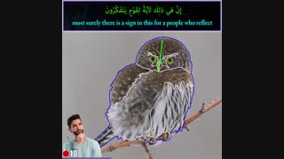 شکل قرینه‌ی جغد با چرخش ۱۸۰ درجه‌ای گردن