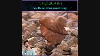 پروانه‌‌ی عجیب به شکل برگ خشک