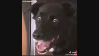 فقط قیافه ی سگ