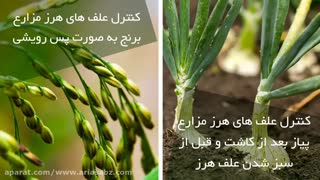 اگزادیازون، علف کش تضمینی مزارع پیاز و برنج