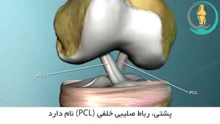 آناتومی زانو