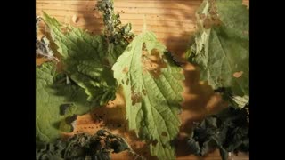 پروانه های ایران - Vanessa atalanta