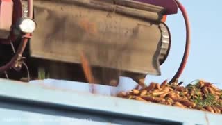 علف کش پیش رویشی و پس رویشی لینورون برای مزارع هویج و نخود