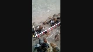 جوجه 45 روزه