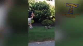 FORGET CATS, HUSKIES are the FUNNIEST ANIMALS! 79