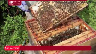 آموزش زنبورداری _ نحوه تولید ملکه زنبور عسل