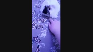 خوکچه هندیم نیش مار زد