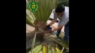 هرس گیاهان زینتی