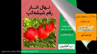 عرضه نهال انواع درخت میوه-نهال زردالو-البالو-گیلاس-سیب و...  09915131382 - بازار کشاورزی آنلاین مزرعه کارآفرینی