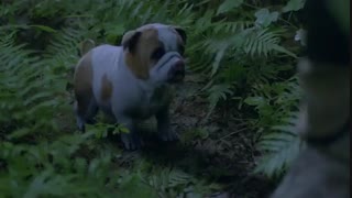 قسمت15 سریال چینی (قاره دولو) سرزمین ارواح 2021 با بازیxiao zhan+زیرنویس فارسی