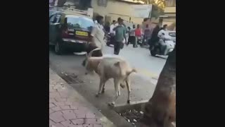 قشنگ معلومه خصومت شخصی داشت