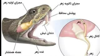 مارهای خطرناک:حقایق عجیب مارها از خطرناکترین مار جهان تا مارهای پرنده
