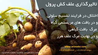 دفع انواع علف های هرز از مزرعه سیب زمینی با علف کش پرول | Prowl