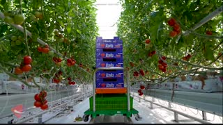 در سالن های گلخانه شیشه ای هیدروپونیک گوجه فرنگی چه می گذرد؟