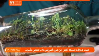 آموزش به روز رسانی تراریوم خزه پس از 6 ماه