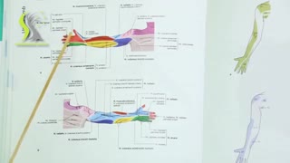 ساختار تونل کارپال