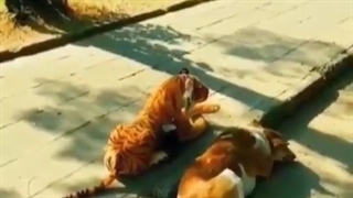 ویدیو طنز کوتاه