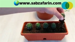 آموزش تکثیر کاکتوس