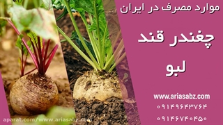 دفع علف های هرز پهن برگ از مزارع چغندرقند و لبو با علف کش پیرامین