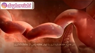 هفته هفتم بارداری