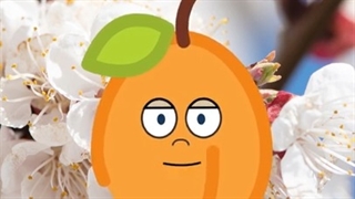 ترانه کودکانه زردآلو