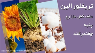 علائم تاثیر علف کش تریفلورالین بر علف های هرز | Trifluralin