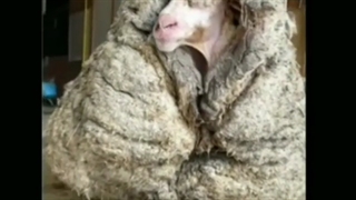 سلطلان پشم!