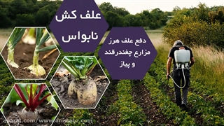 دفع علف های هرز باریک برگ در مزارع چغندرقند و پیاز با علف کش نابواس