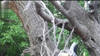 نحوه کار با قیچی باغبانی دنده‌ای BP-7304