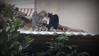 طنزِ ریدین ریدین « این داستان : دلیل اعصاب خراب و جنگ و دعواهای مردم »