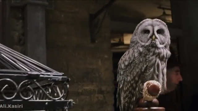 Harrys owl. Совятня Гарри Поттер. Совятня Хогвартса. Совятня Хогвартса арт. Гарри в совятне.