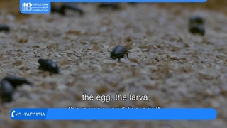 آموزش پرورش میل ورم _ میل ورم چیست ؟