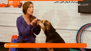 آموزش تربیت سگ _ تعلیم دست دادن به سگ